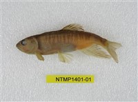 藏品(粗首鱲)的圖片